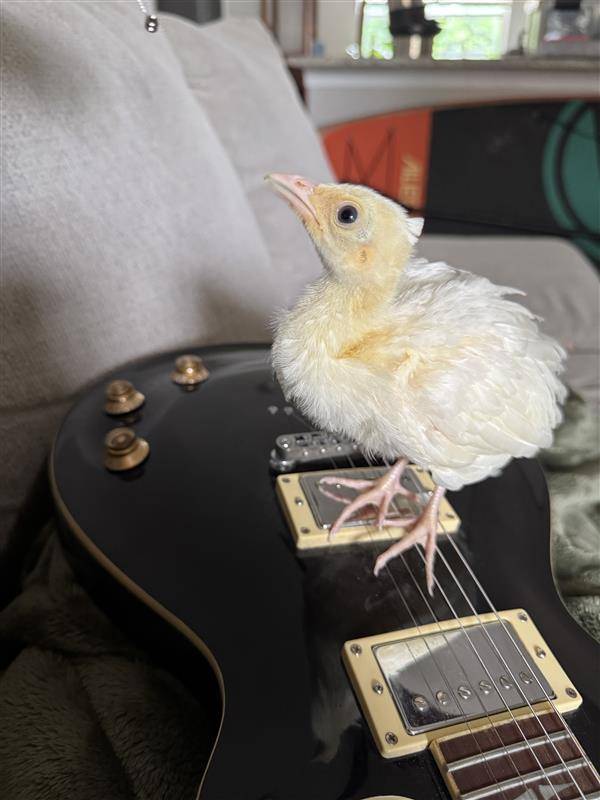 Clearwater woman hopes to keep her pet peacock after finding egg in front yard