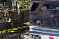 Muere bebé de 11 meses atacada por dos perros en Matamoros