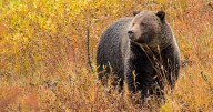 Expanded livestock grazing in grizzly habitat north of Yellowstone is illegal, judge rules