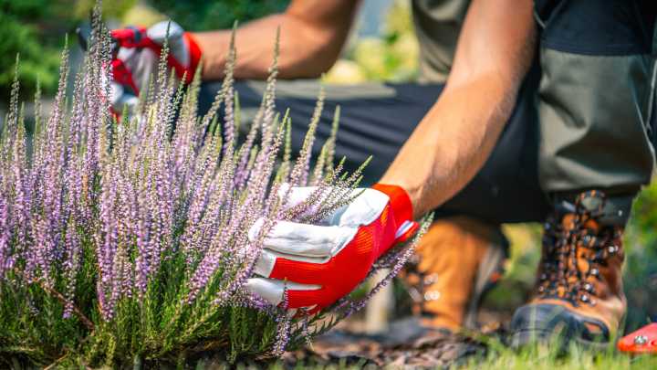 Why You Need To Know Your Lavender's Variety Before Starting Pruning