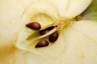 5 Serious Side Effects of Eating Apple Seeds