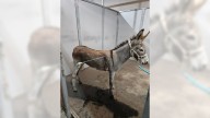 Donkey shot by arrow in Moreno Valley, 3rd time in 2 months