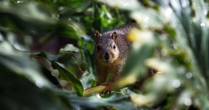Aggressive , food-seeking squirrel sent at least 2 people to the ER |