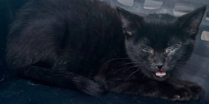Injured kitten found near where another cat was shot in Craven County