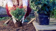 The Colorful Perennial That Belongs Next To Your Mums This Fall