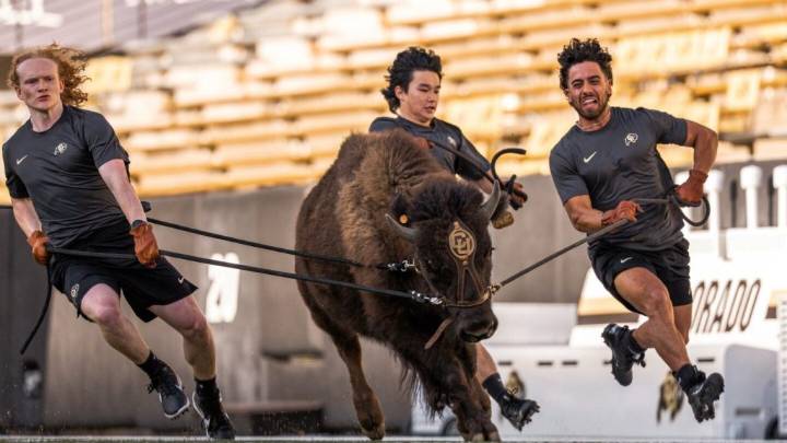 Colorado to debut new live buffalo mascot against Wyoming
