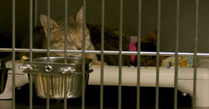 Yakima Humane Society works to rehome abandoned cats