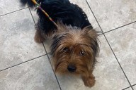 Mass. Couple Claimed They Found Abandoned Dog on Side of the Road. Why Police Are Now Saying It Was a Hoax