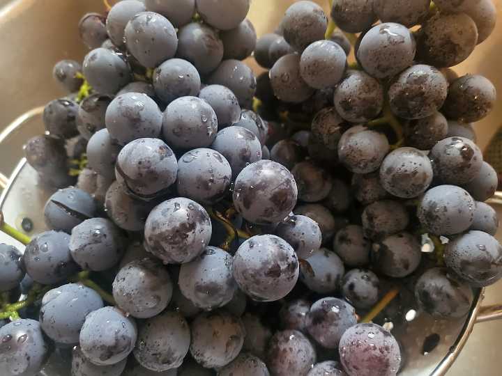 Chateau Hough invites community to grape stomping event at harvest