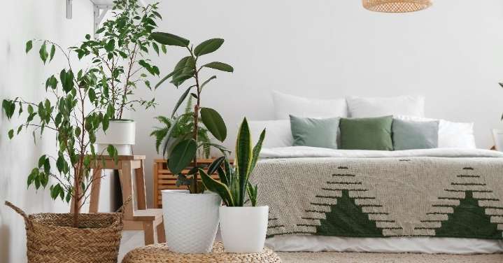 Plantas nocturnas para un dormitorio elegante y relajante