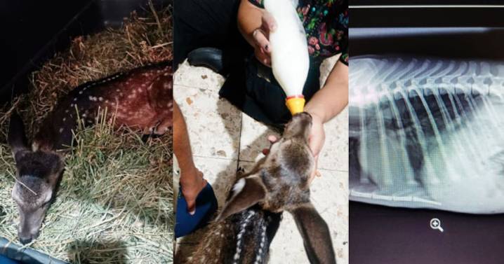 Venado cola blanca al borde de la muerte: brutal ataque y rescate urgente en Morelos movilizan brigadistas y veterinarios