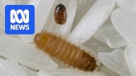 Khapra beetle, a threat to grains industry, discovered in imported nappy pants