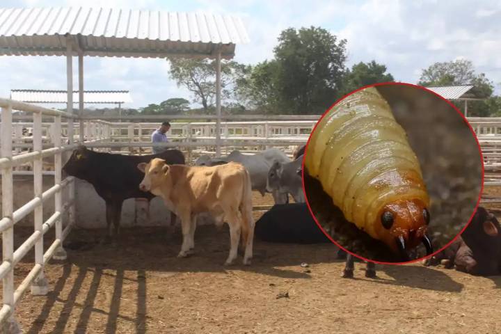 Alerta sanitaria por gusano barrenador; Bacalar y Chetumal con más casos