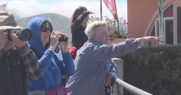 Pacifica whale watching group excited as humpback whales continue to visit area