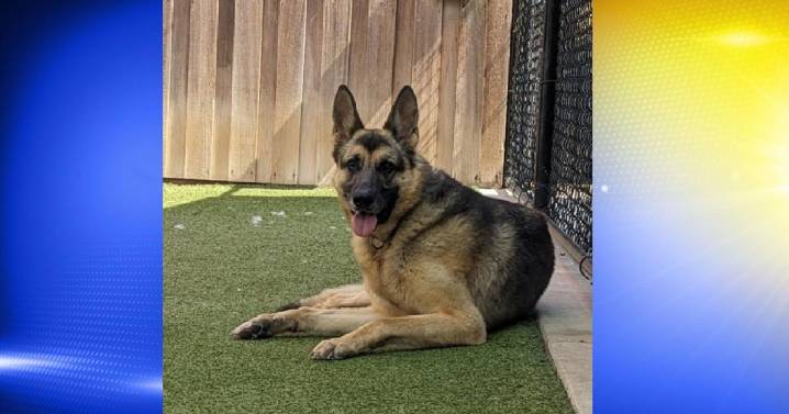 Pet of the Week: Kendal