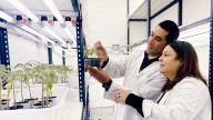 Investigadores del CONICET buscan desarrollar cervezas con propiedades beneficiosas para la salud