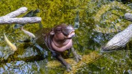 A Stubborn Baby Hippo Has Placed This Underrated Zoo In The Spotlight
