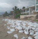 Retos del turismo sostenible en Yucatán: lograr un equilibrio