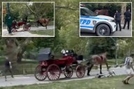 Carriage riders jump out of speeding buggy as Central Park horse runs wild: video