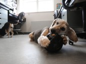 Dogs an important part of scientific research, Queen's University veterinarian says