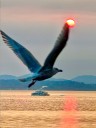 West Seattle Blog… | WEST SEATTLE SUNDAY: 20 notes!