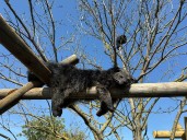 Bearcat goes missing from UK zoo – only to walk back in 72 hours later