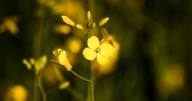 Canola tariffs: Mark Carney to work with China on resolution