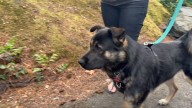 Pet CHEK: ‘Ace’ the resilient coyote survivor