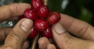 Comenzó en Risaralda la principal cosecha cafetera de 2025