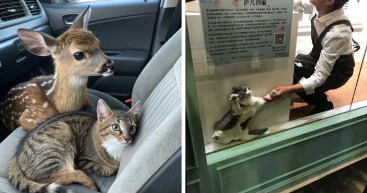 46 Cute Cats Who Totally Deserve Their Own Dedicated Comedy Show