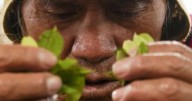 Coca leaves remain a source of work, faith and identity in Bolivia