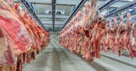 Retenciones cero: el Gobierno suma a la carne bovina y aviar hasta el 31 de octubre de 2025