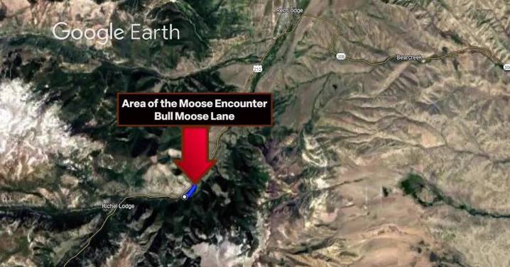 Carbon County moose attack prompts safety warnings