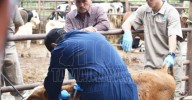 Capacita Senasica a ganaderos del Baj?o contra plaga del ganado