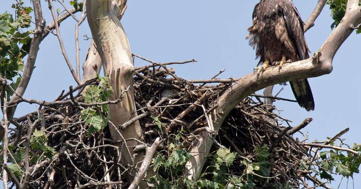 Perched Eagle