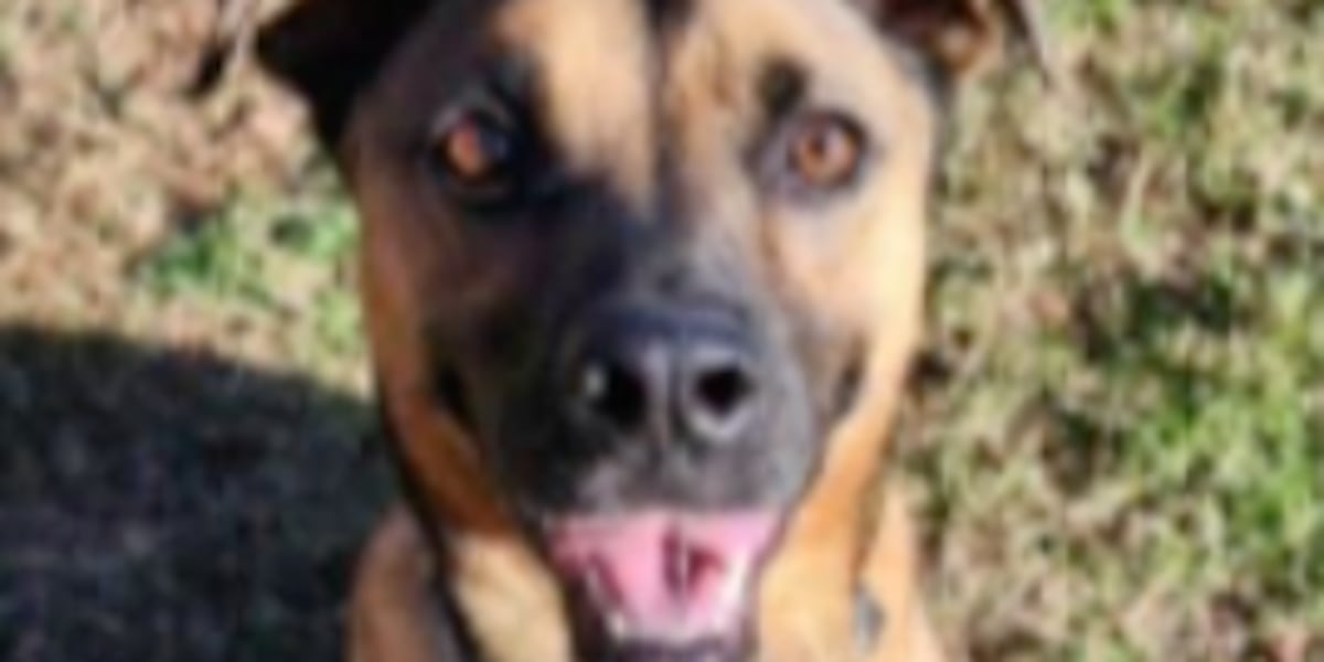 Leigh’s Lost and Found Digital Extra: Southwest Missouri Humane Society hosts fundraiser