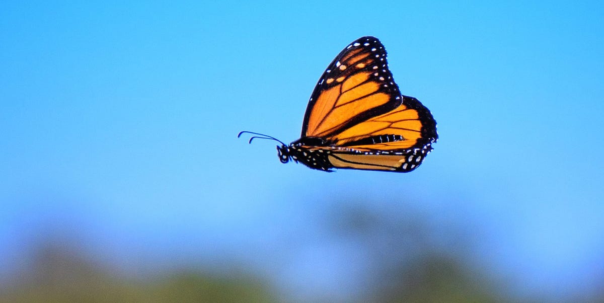 What’s a Super Monarch Butterfly?