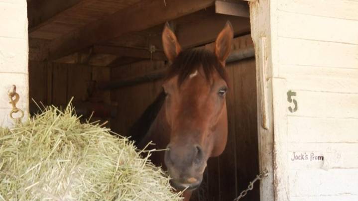 HISA closely monitoring cardiac factors in horse deaths