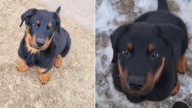 South Dakota Woman’s Dog Looked Like A Rottweiler, But His True Identity Shocked Everyone