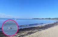 Avistan un cocodrilo en Punta Esmeralda