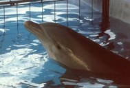 ¡Victoria para los animales marinos! Se reforma la Ley General de Vida Silvestre, ¿Qué implica?