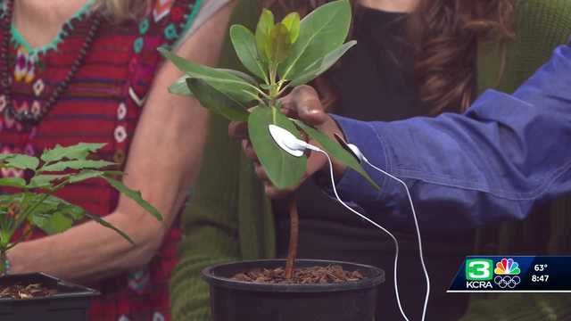 Hear plant music at Ripe Area 2025: The Art of Native Plants Festival in El Dorado County
