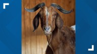 Little Rock Zoo staff mourning loss of beloved Boer goat named Bravo