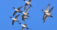 WASHBURN: U.S. Fish & Wildlife Service predicts good duck numbers for 2025