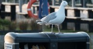 Psycho scumbag seagulls to be targeted with lasers, white noise and spikes to stop attacks