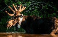 Love moose? U.P. national park seeks intern to catalog bones from Isle Royale
