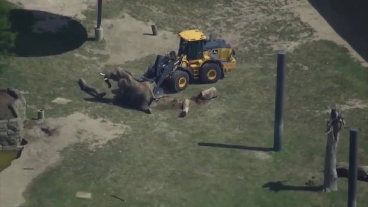 Front-end loader helps zoo elephant get off ground