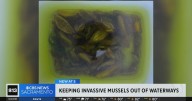 California officials continue work to keep invasive mussels out of waterways