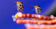 Ocean Photographer of the Year showcases awe-inspiring images as winner decided