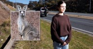 Canberra backs virtual fencing to protect local wildlife